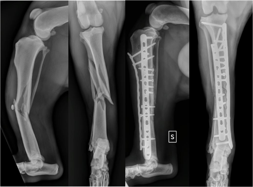 AOVET Master Course in fracture management